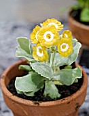 PRIMULA AURICULA FANCIFUL