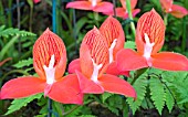 DISA UNIFOAM FIREBIRD