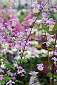 THALICTRUM DELAVAYI