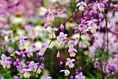 THALICTRUM DELAVAYI