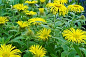 INULA HOOKERI