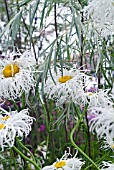 LEUCANTHEMUM X SUPERBUM OLD COURT WITH COYOTE WILLOW, SALIX EXIGUA