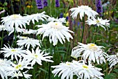 LEUCANTHEMUM X SUPERBUM CHRISTINE HAGEMANN GROWING WITH LAVENDER AND GRASS