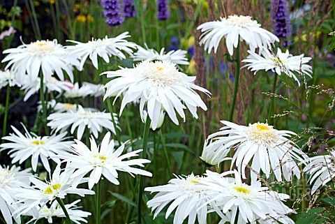 LEUCANTHEMUM_X_SUPERBUM_CHRISTINE_HAGEMANN_GROWING_WITH_LAVENDER_AND_GRASS