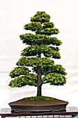 BONSAI TREE HINOKI CYPRESS CHAMARCYPARIS OBTUSA NANA GRACILIS FORMAL UPRIGHT STYLE