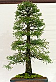 BONSAI TREE GIANT REDWOOD, SEQUOIADENDRON GIGANTEUM, FORMAL UPRIGHT STYLE