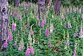 FOXGLOVES, DIGITALIS PURPUREA, GROWING WILD IN WOODLAND