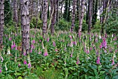 FOXGLOVES, DIGITALIS PURPUREA, GROWING WILD IN CONIFEROUS WOODLAND