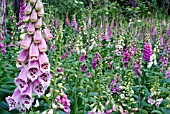 FOXGLOVES, DIGITALIS PURPUREA,  GROWING WILD IN WOODLAND