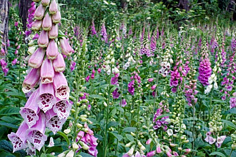 FOXGLOVES_DIGITALIS_PURPUREA__GROWING_WILD_IN_WOODLAND