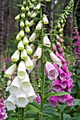 FOXGLOVES, DIGITALIS PURPUREA,  DIFFERENT COLOUR FORMS GROWING IN WOODLAND