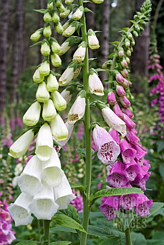 FOXGLOVES_DIGITALIS_PURPUREA__DIFFERENT_COLOUR_FORMS_GROWING_IN_WOODLAND