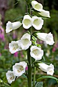 FOXGLOVES, DIGITALIS PURPUREA, WHITE FORM