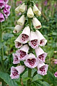 DIGITALIS PURPUREA (FOXGLOVE)