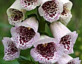 DIGITALIS PURPUREA, FOXGLOVE, PALE FORM,