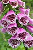 FOXGLOVES, DIGITALIS PURPUREA, SHOWING SPOTTED THROAT