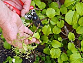 PRUNING OUTWARD POINTING SHOOTS ON A CLIMBING HYDRANGEA