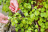 PRUNING OUTWARD POINTING SHOOTS ON A CLIMBING HYDRANGEA