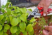 DEAD-HEADING A CLIMBING HYDRANGEA - BEFORE