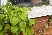 DEAD-HEADING A CLIMBING HYDRANGEA - AFTER