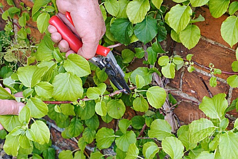 PRUNING_OUTWARD_POINTING_SHOOTS_ON_A_CLIMBING_HYDRANGEA