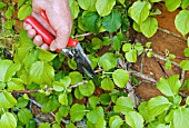 PRUNING OUTWARD POINTING SHOOTS ON A CLIMBING HYDRANGEA