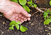 LAYERING A CLIMBING HYDRANGEA FROM A LOW-GROWING SHOOT - SELECTING THE SHOOT