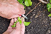 LAYERING A CLIMBING HYDRANGEA USING A LOW-GROWING SHOOT - PARTIALLY CUTTING THROUGH THE STEM TO PROMOTE ROOTING.