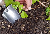 LAYERING A CLIMBING HYDRANGEA USING A LOW-GROWING SHOOT - DIGGING THE HOLE FOR THE LAYERED SHOOT.