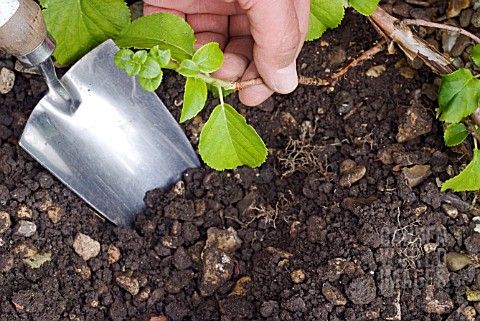 LAYERING_A_CLIMBING_HYDRANGEA_USING_A_LOWGROWING_SHOOT__DIGGING_THE_HOLE_FOR_THE_LAYERED_SHOOT