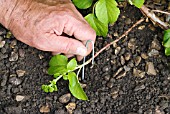 LAYERING A CLIMBING HYDRANGEA USING A LOW-GROWING SHOOT - WIRE PEG BEING INSERTED TO ANCHOR THE SHOOT.