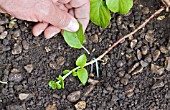 LAYERING A CLIMBING HYDRANGEA USING A LOW-GROWING SHOOT - HELD IN PLACE WITH A WIRE PEG