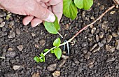 LAYERING A CLIMBING HYDRANGEA USING A LOW-GROWING SHOOT - HELD IN PLACE WITH A WIRE PEG