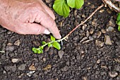 LAYERING A CLIMBING HYDRANGEA USING A LOW-GROWING SHOOT - HELD IN PLACE WITH A WIRE PEG PUSHED OVER THE STEM.