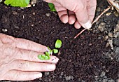 LAYERING A CLIMBING HYDRANGEA USING A LOW-GROWING SHOOT - STEM LAYERED AND SOIL BACK-FILLED WITH POTTING COMPOST