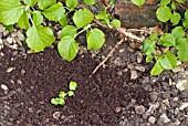 LAYERING A CLIMBING HYDRANGEA USING A LOW-GROWING SHOOT - STEM LAYERED AND SOIL BACK-FILLED WITH POTTING COMPOST