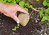 LAYERING A CLIMBING HYDRANGEA USING A LOW-GROWING SHOOT - PLACING A STONE TO WEIGH DOWN THE SHOOT.