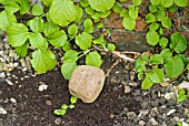 LAYERING A CLIMBING HYDRANGEA USING A LOW-GROWING SHOOT - FINISHED TASK SHOWING STONE PLACED TO WEIGHT DOWN THE SHOOT.