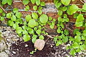 LAYERING A CLIMBING HYDRANGEA USING A LOW-GROWING SHOOT - FINISHED TASK SHOWING STONE PLACED TO WEIGHT DOWN THE SHOOT.