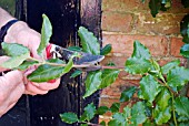 PROPAGATING FROM SEMI-RIPE CUTTINGS - SHOOT BEING GATHERED FROM WALL-GROWN GARRYA ELLIPTICA