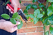 PROPAGATING FROM SEMI-RIPE CUTTINGS - SHOOT BEING GATHERED FROM WALL-GROWN GARRYA ELLIPTICA