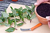 PROPAGATING FROM SEMI-RIPE CUTTINGS - SHOOTS GATHERED,  READY FOR PREPARATION