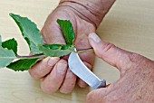 PROPAGATING FROM SEMI-RIPE CUTTINGS - TRIMMING LOWER LEAVES OFF