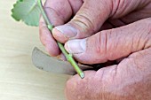 PROPAGATING FROM SEMI-RIPE CUTTINGS - CUTTING THROUGH THE LEAF JOINT