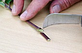 PROPAGATING FROM CUTTINGS - CUTTING THROUGH THE LEAF JOINT, SHOWING THE CUT.