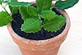 PROPAGATING FROM SEMI-RIPE CUTTINGS - CUTTINGS INSERTED IN POT IN CLOSE-UP