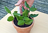 PROPAGATING FROM SEMI-RIPE CUTTINGS - CUTTINGS INSERTED IN POT, HAND IN VIEW