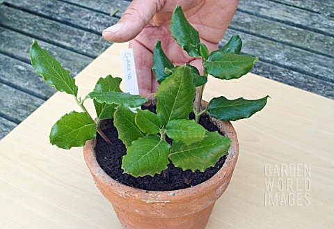 PROPAGATING_FROM_SEMIRIPE_CUTTINGS__CUTTINGS_INSERTED_IN_POT_HAND_IN_VIEW