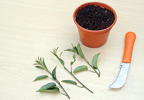 PROPAGATING_FROM_SOFT_CUTTINGS__SHOOTS_SELECTED_AND_LAID_OUT_FOR_PREPARATION