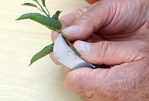 PROPAGATING_FROM_SOFT_CUTTINGS__MAKING_CUT_ACROSS_A_LEAF_JOINT